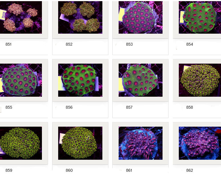 Kupang Corals