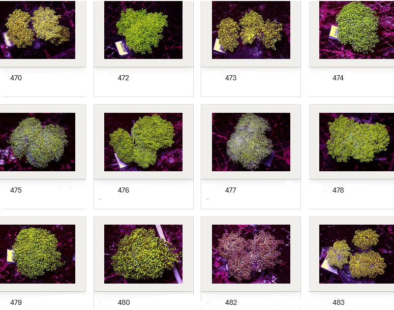 Kupang Corals