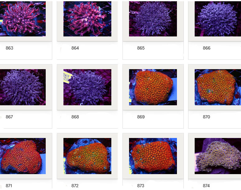 Kupang Corals
