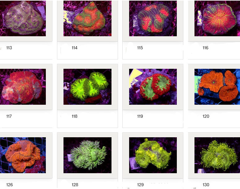 Kupang Corals