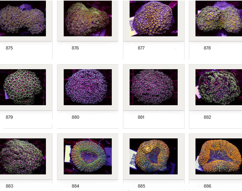 Kupang Corals