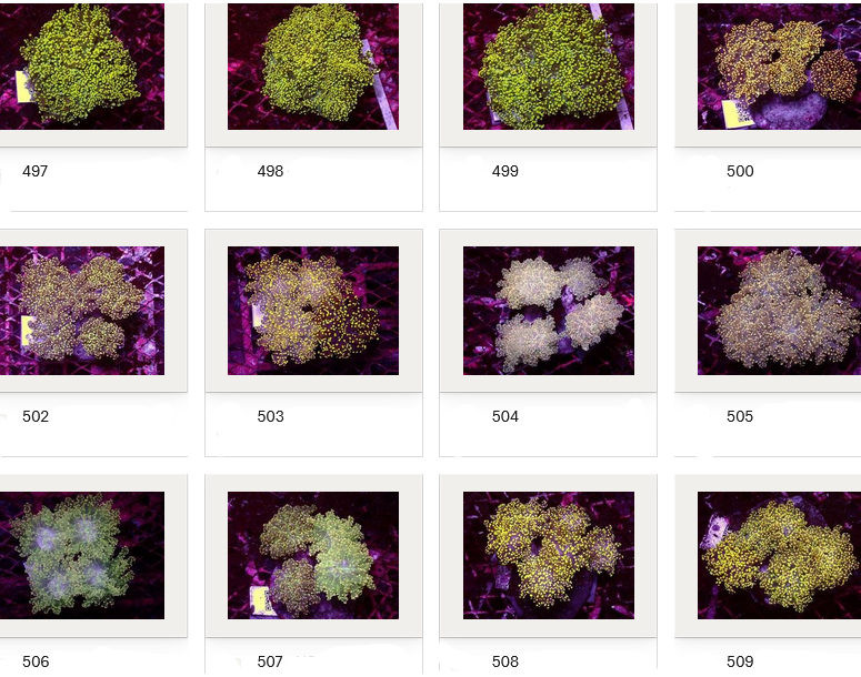 Kupang Corals