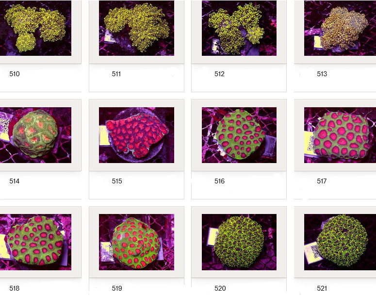 Kupang Corals