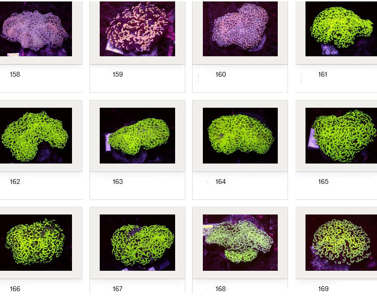 Kupang Corals