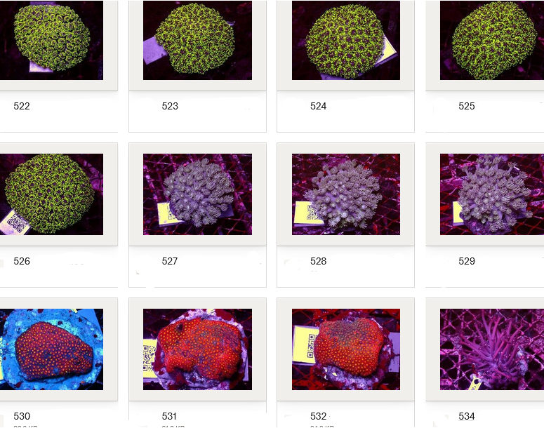 Kupang Corals