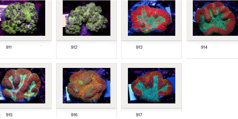 Kupang Corals