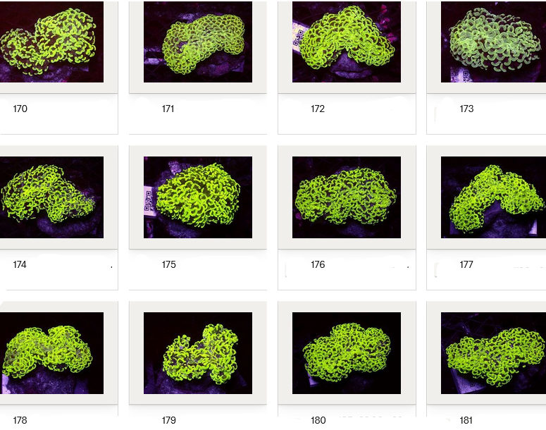 Kupang Corals