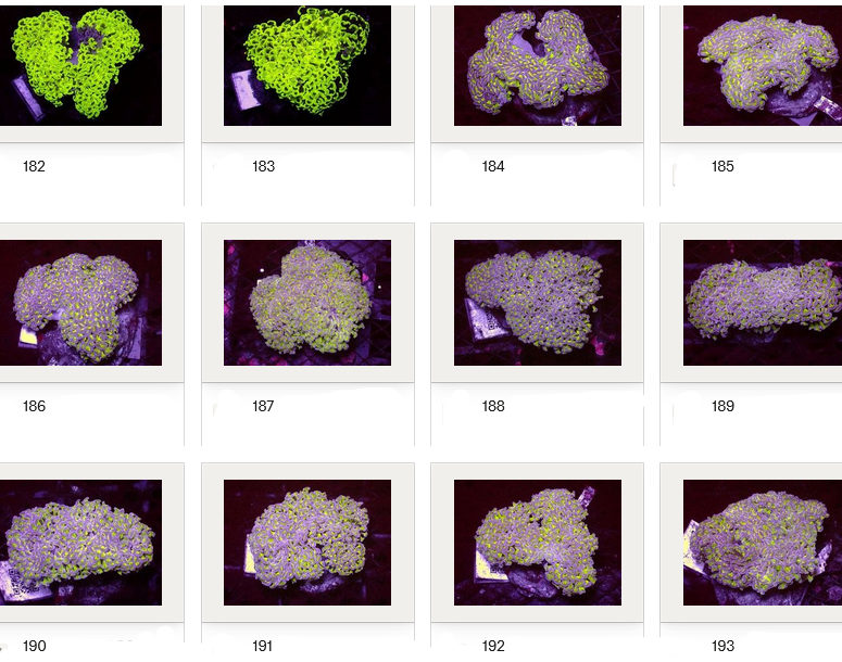 Kupang Corals