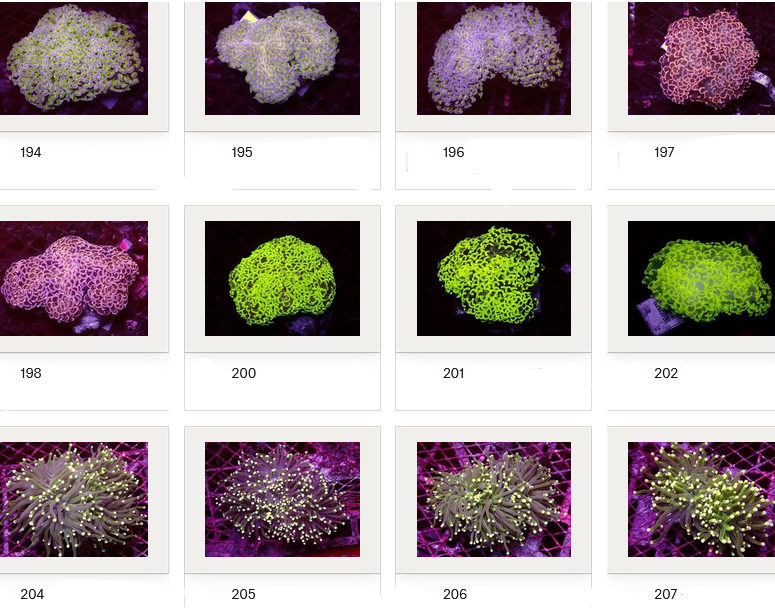 Kupang Corals