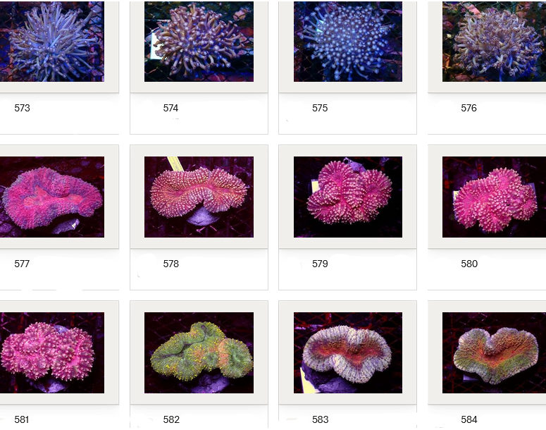 Kupang Corals