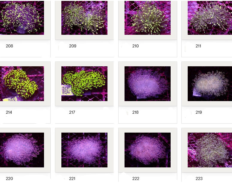 Kupang Corals