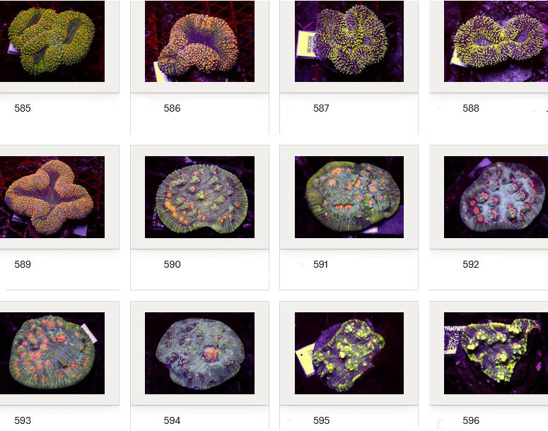 Kupang Corals