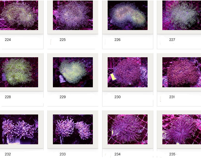 Kupang Corals