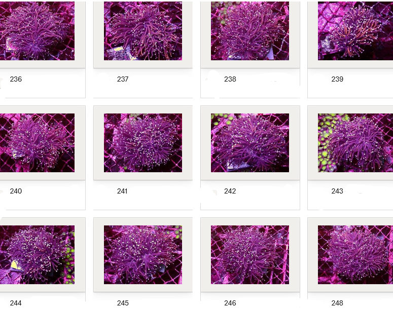 Kupang Corals