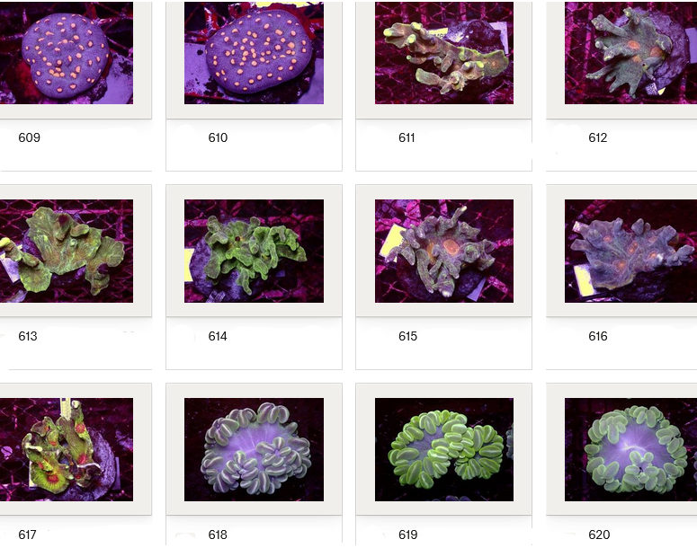 Kupang Corals