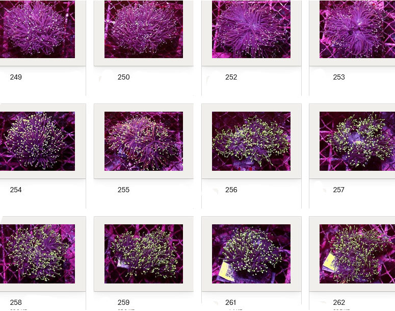 Kupang Corals
