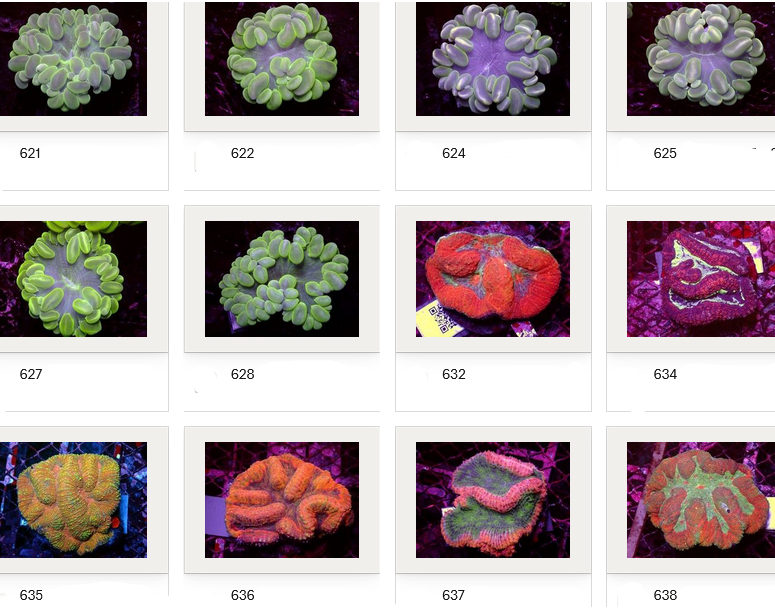 Kupang Corals