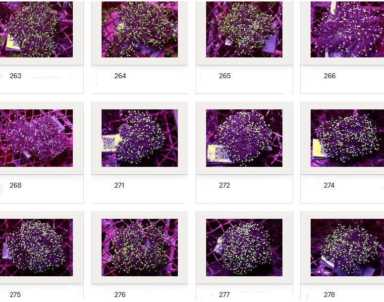 Kupang Corals