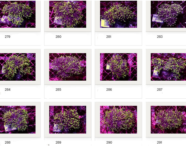 Kupang Corals