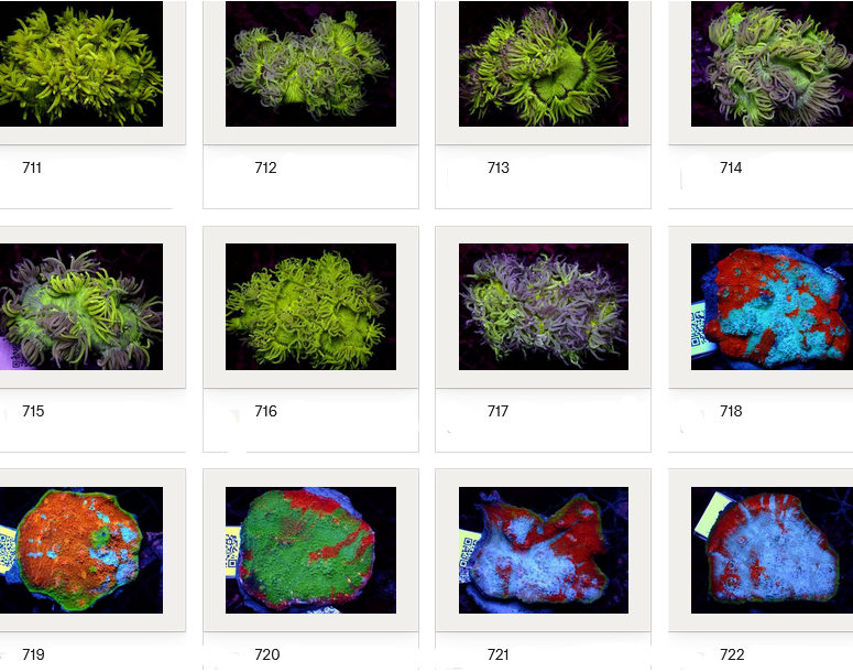 Kupang Corals
