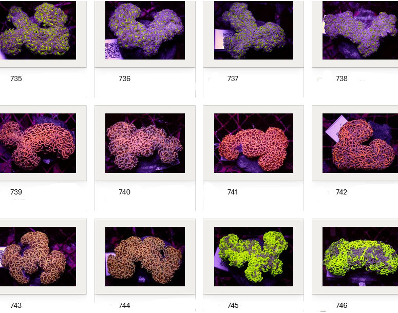 Kupang Corals
