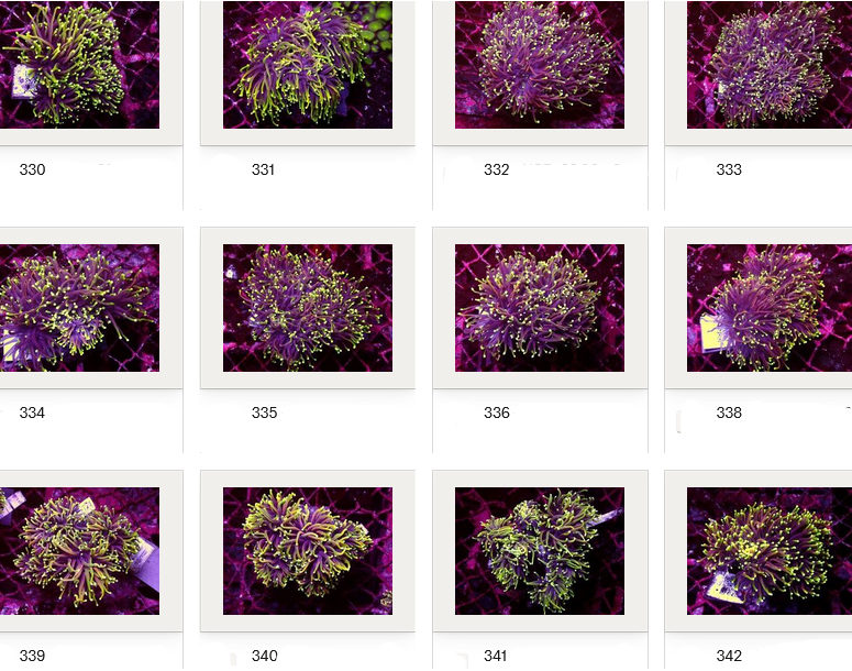 Kupang Corals