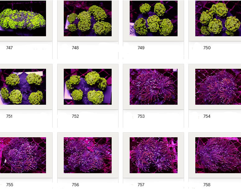 Kupang Corals