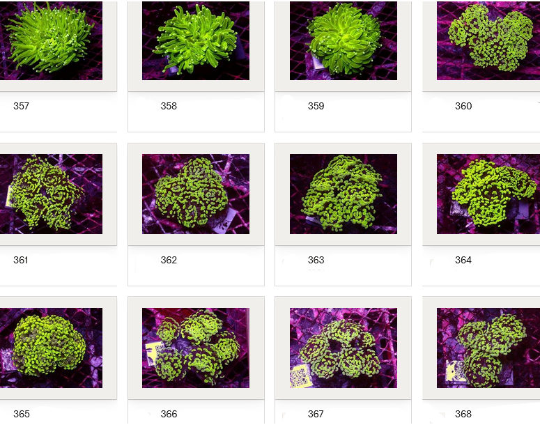 Kupang Corals