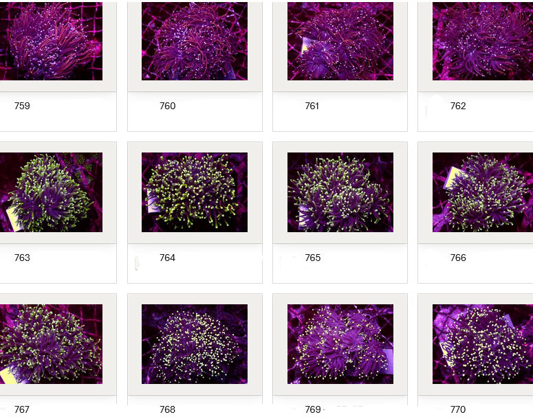 Kupang Corals