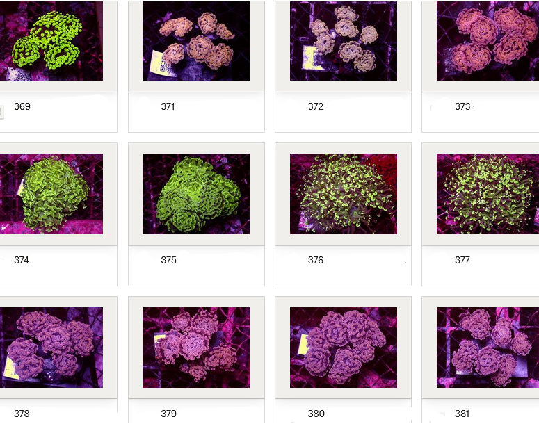 Kupang Corals