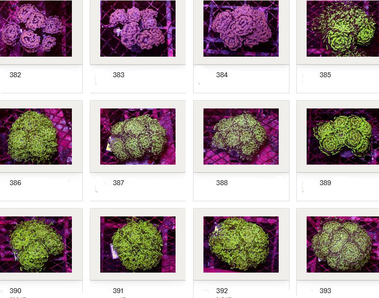Kupang Corals