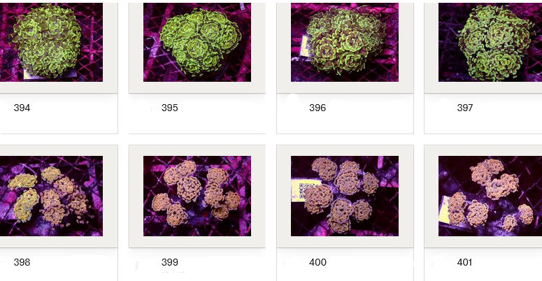 Kupang Corals