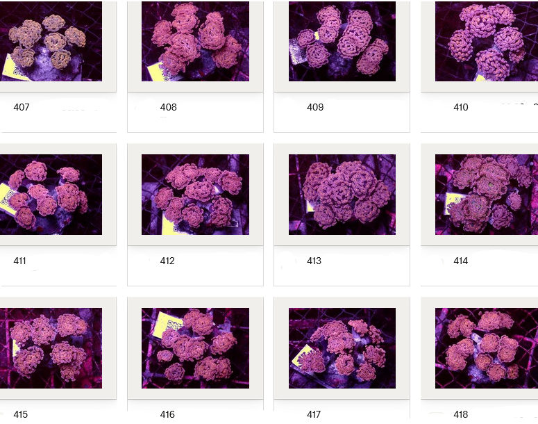 Kupang Corals