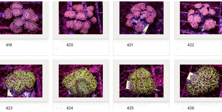 Kupang Corals
