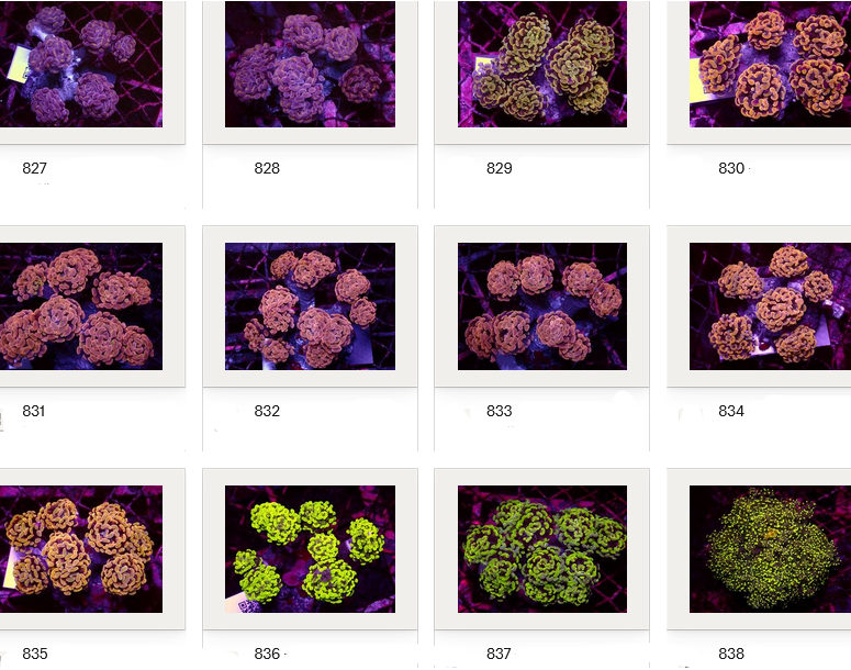 Kupang Corals
