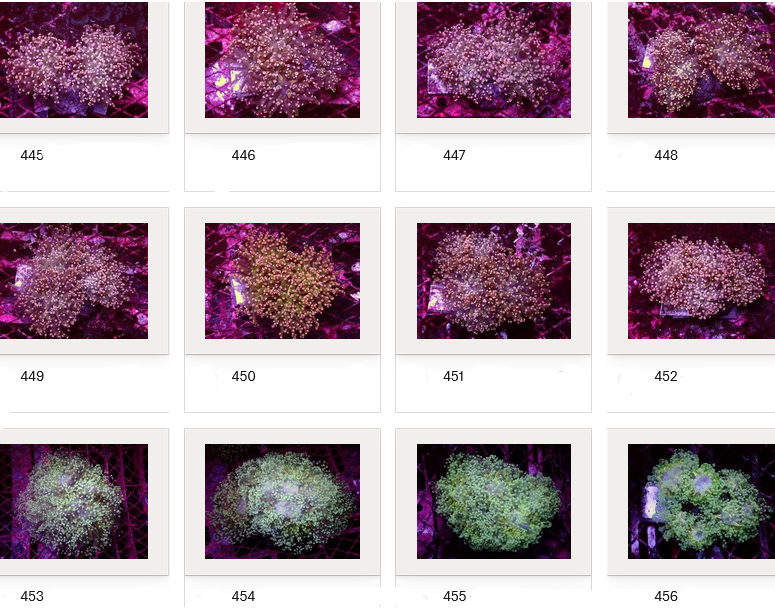 Kupang Corals