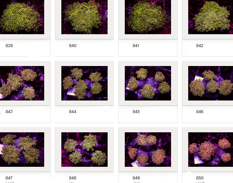 Kupang Corals
