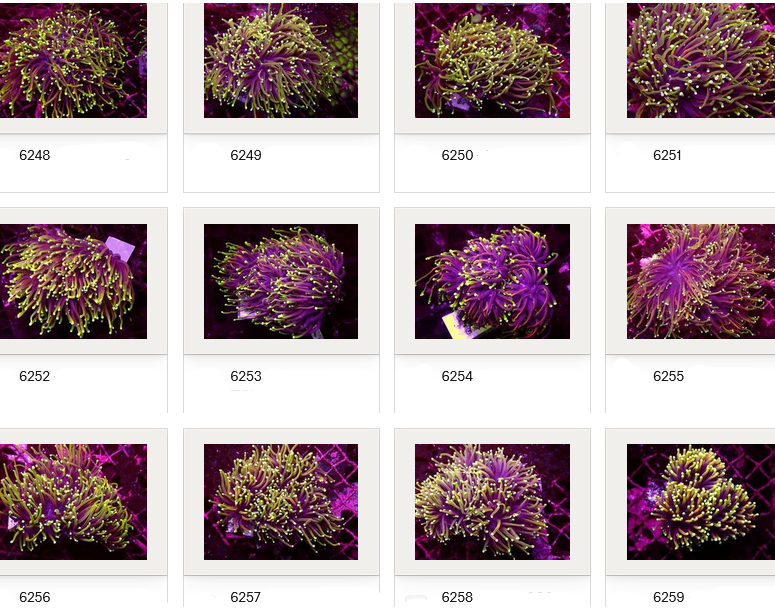 Kupang Corals