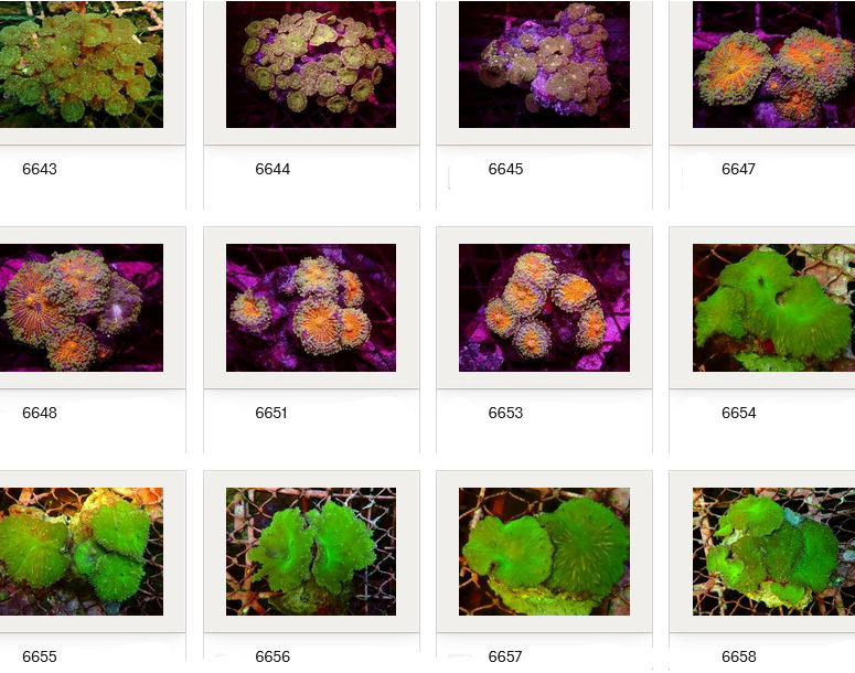 Kupang Corals