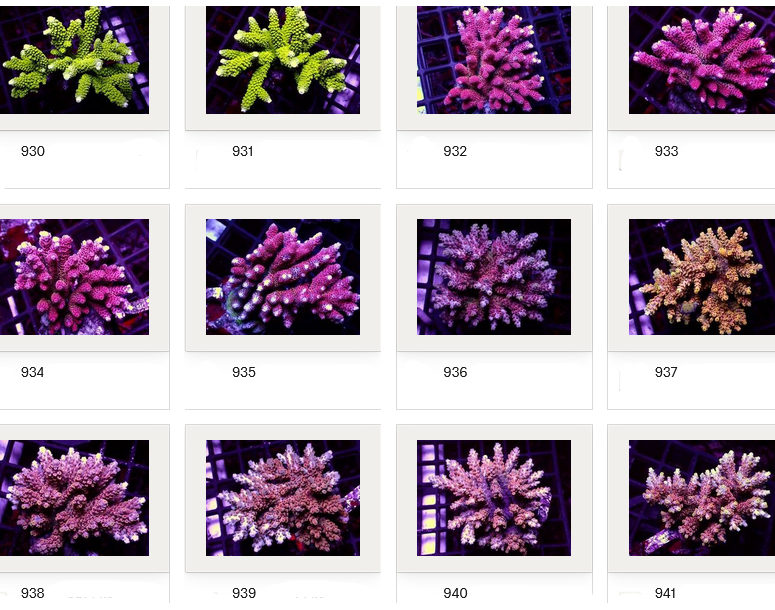 Kupang Corals