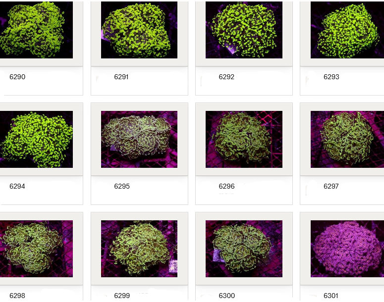 Kupang Corals