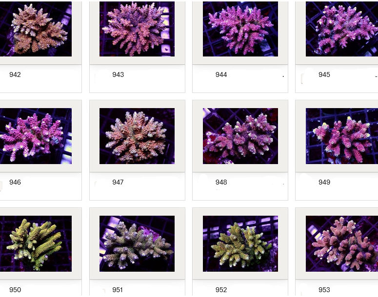 Kupang Corals