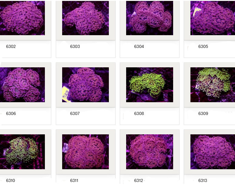 Kupang Corals