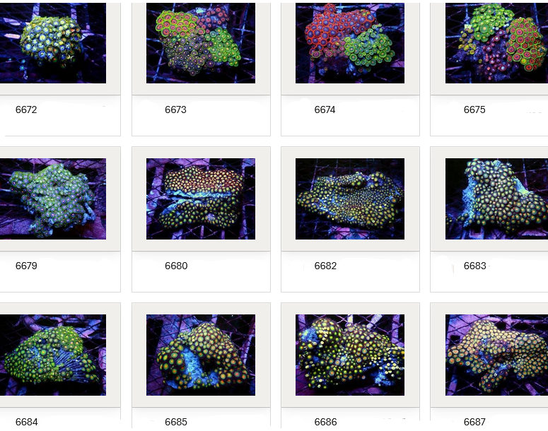 Kupang Corals