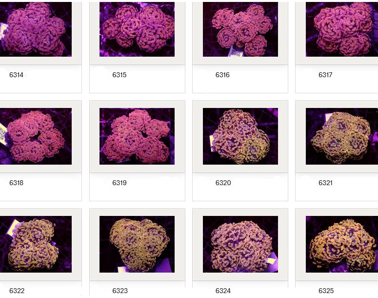 Kupang Corals