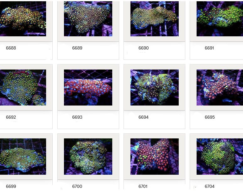 Kupang Corals