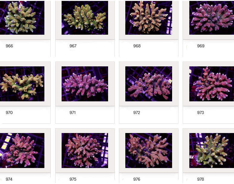 Kupang Corals
