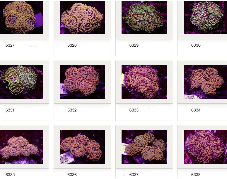 Kupang Corals