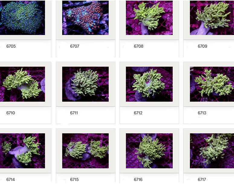 Kupang Corals