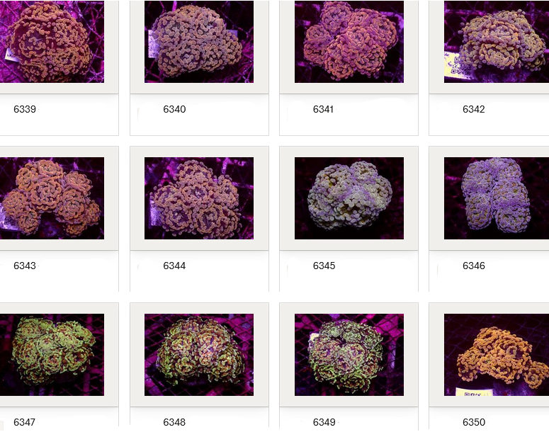Kupang Corals